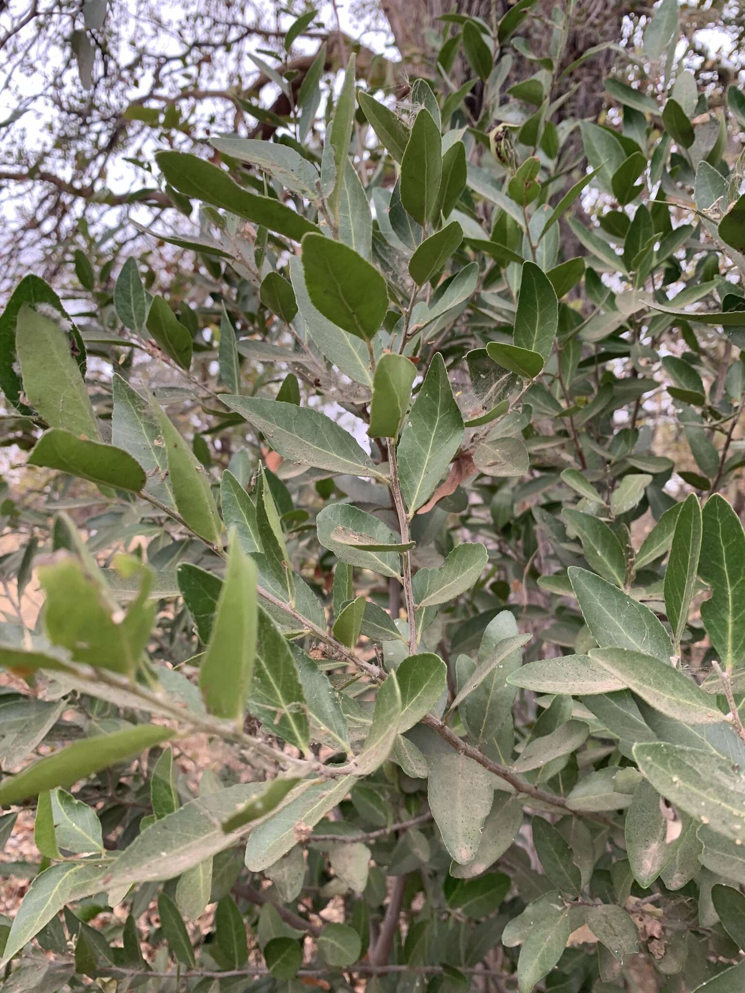 Sivun Mystroxylon aethiopicum subsp. schlechteri (Loes.) R. H. Archer kuva