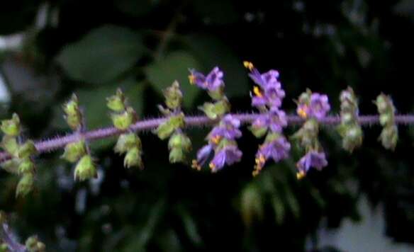 Image of holy basil