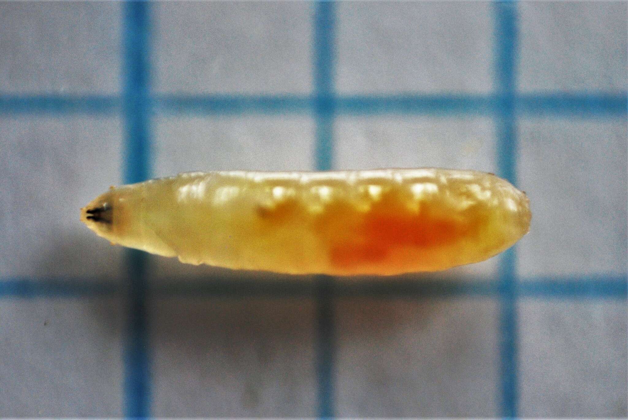 Image of Apple Maggot Fly