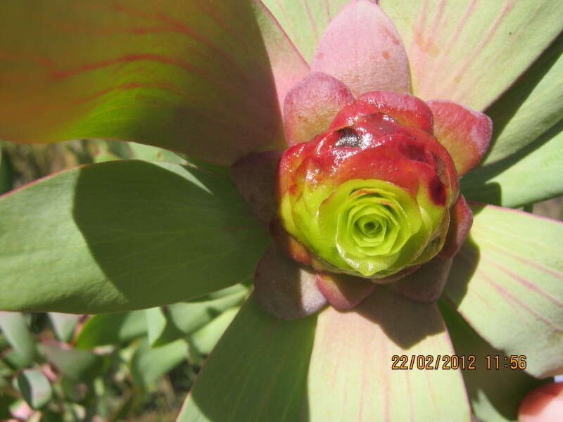 Image of Leucadendron cordatum E. Phillips