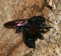 Image of Valley Carpenter Bee