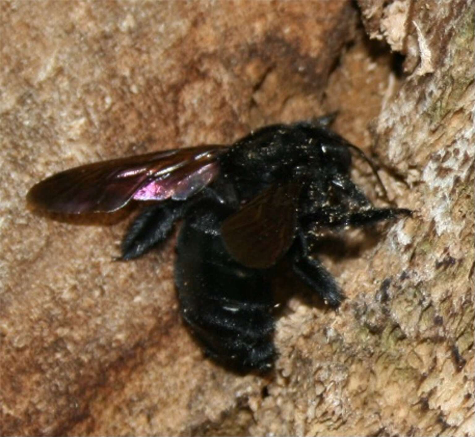 Plancia ëd Xylocopa varipuncta Patton 1879