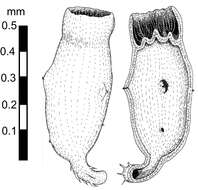 Image of Eomycota