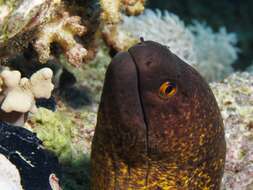 Image of Yellow edged moray