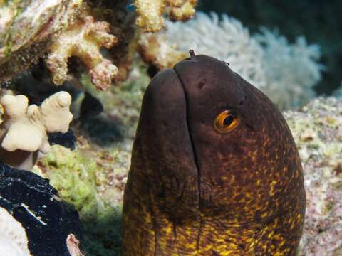 Image of Yellow edged moray