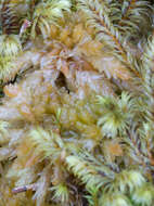 Image of sphagnum