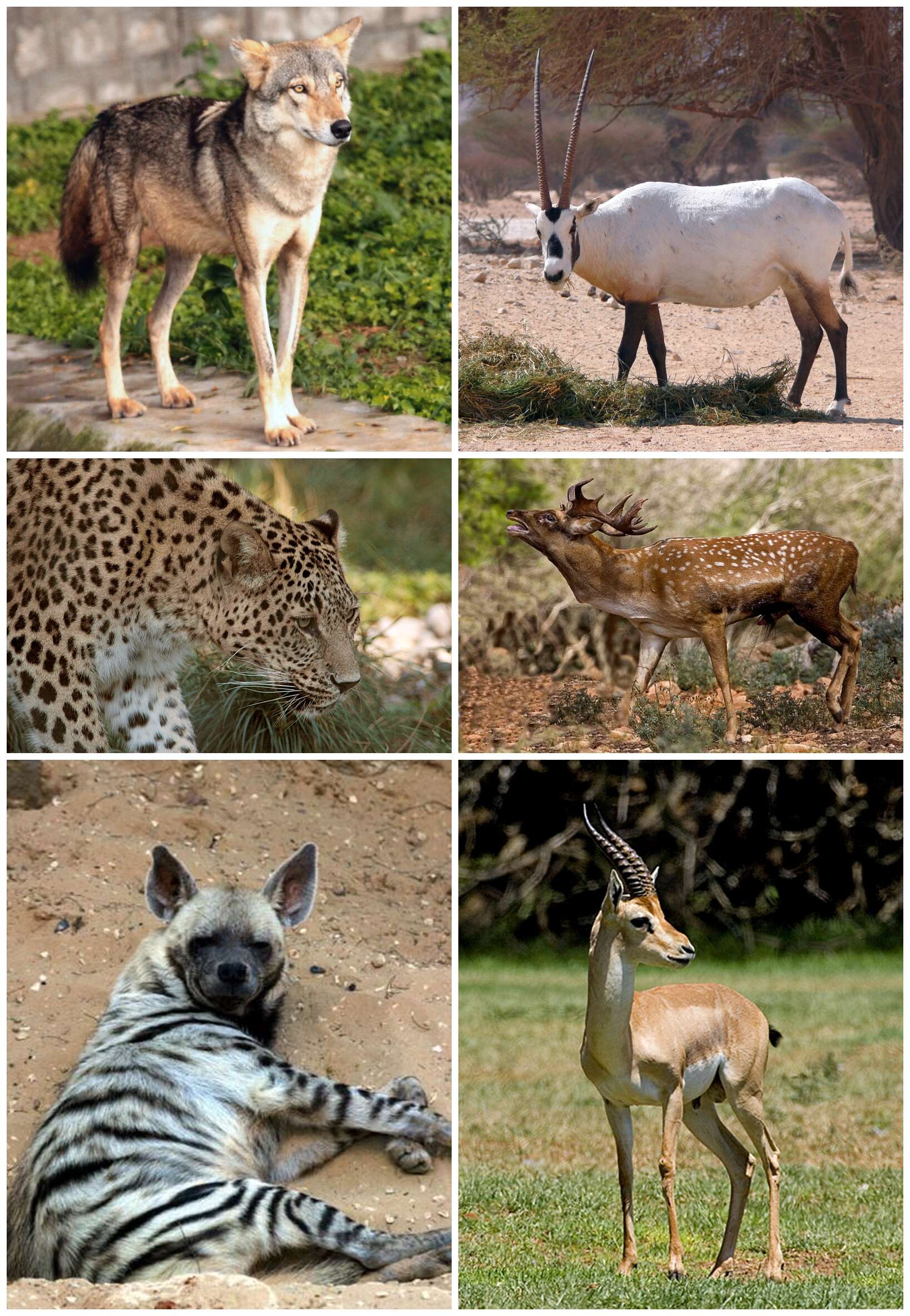 Image of Persian leopard