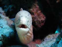 Image of Geometric moray