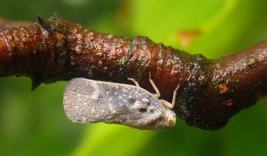 Image of Citrus Flatid Planthopper