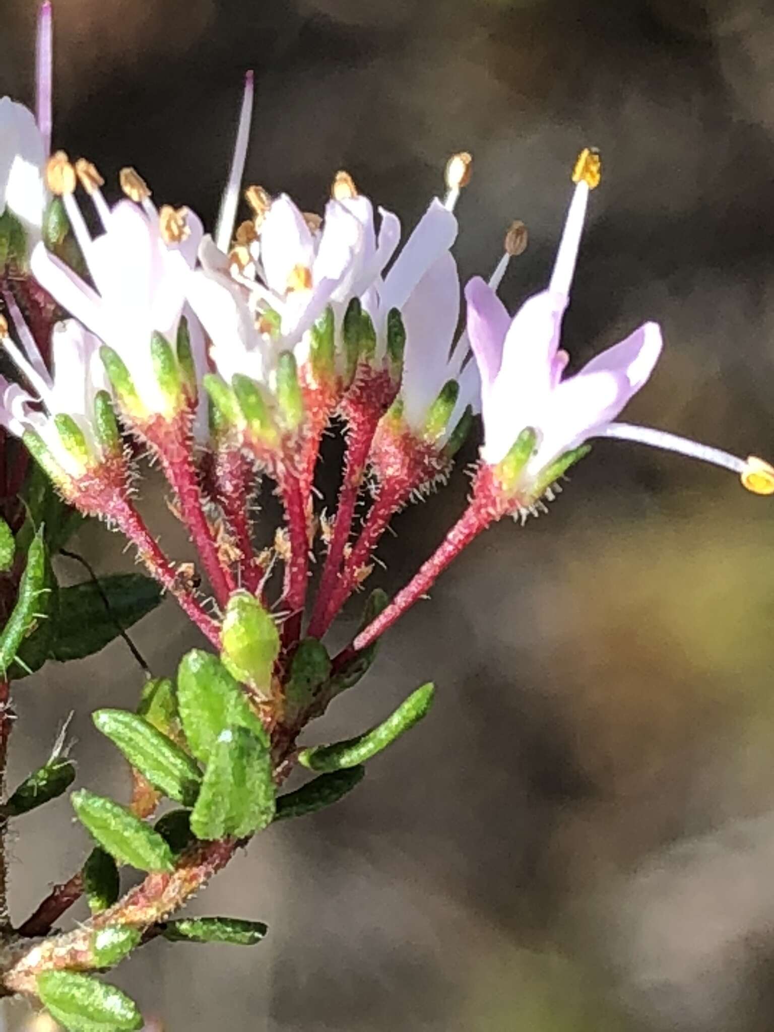 Image of Agathosma riversdalensis Dümmer