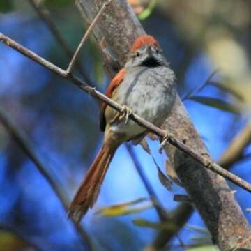 Image of Sooty-fronted Spinetail