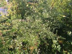 Image of hairy white oldfield aster