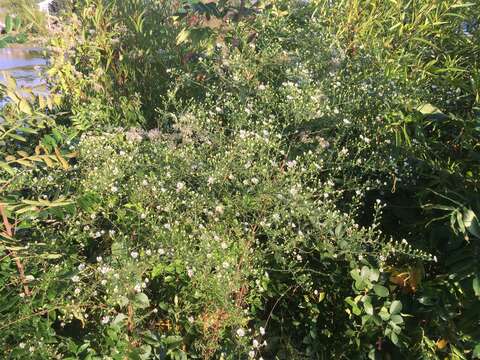 Image of hairy white oldfield aster