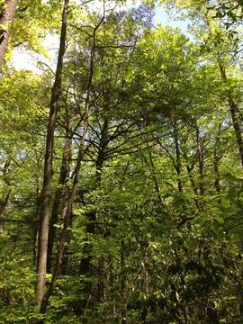 Image of eastern hemlock