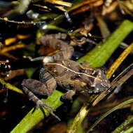 Image of Hensel’s Swamp Frog