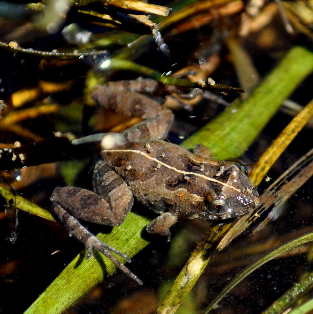 Image de Pseudopaludicola falcipes (Hensel 1867)