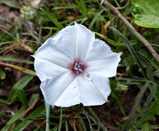 Image de Convolvulus laciniatus Desr.