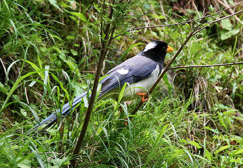 صورة Urocissa flavirostris (Blyth 1846)