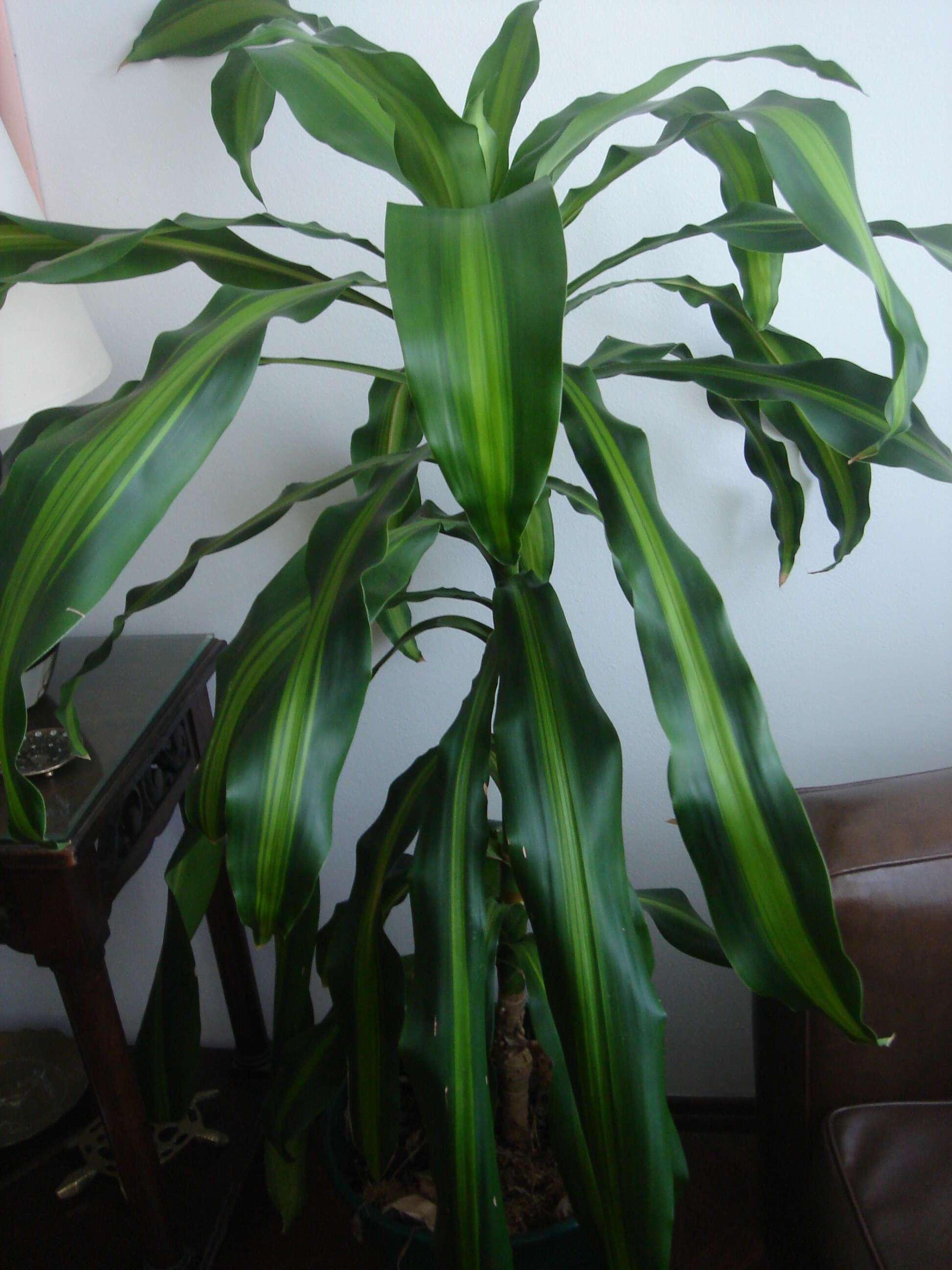 Image of fragrant dracaena