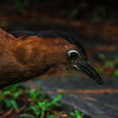 Image of Malay Night-heron