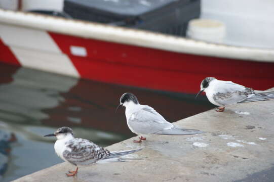 Image of South American Tern