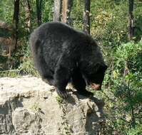 Image of American Black Bear