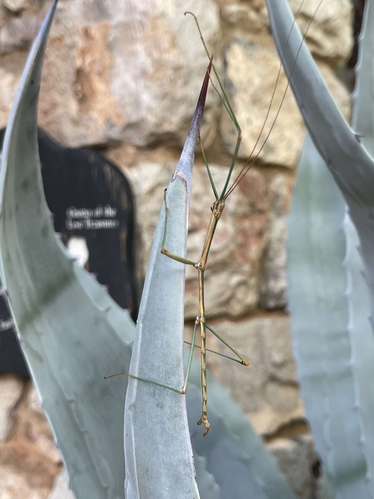 Diapheromera (Diapheromera) arizonensis Caudell 1903 resmi