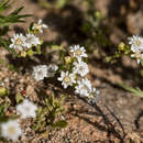 صورة Leucheria cerberoana Remy