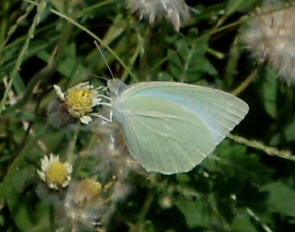 Image of Catopsilia pyranthe (Linnaeus 1758)