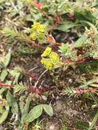 Euphorbia portlandica L. resmi