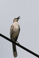 Image of Bahama Mockingbird