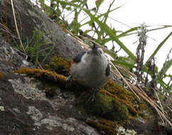 Слика од Sitta leucopsis Gould 1850