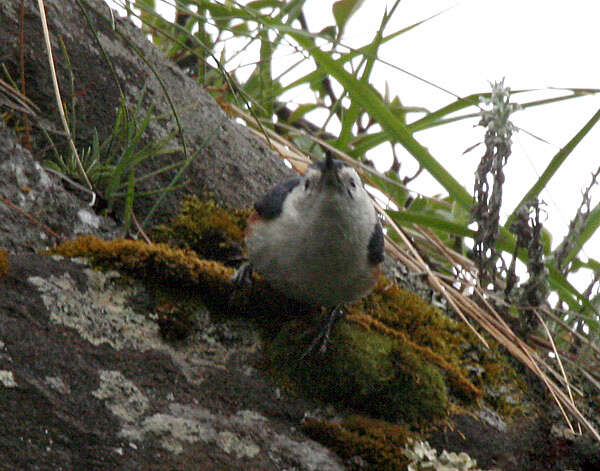 Слика од Sitta leucopsis Gould 1850