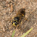 Image of Philanthus sanbornii Cresson 1865