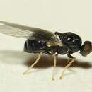 صورة Neopachygaster meromelas