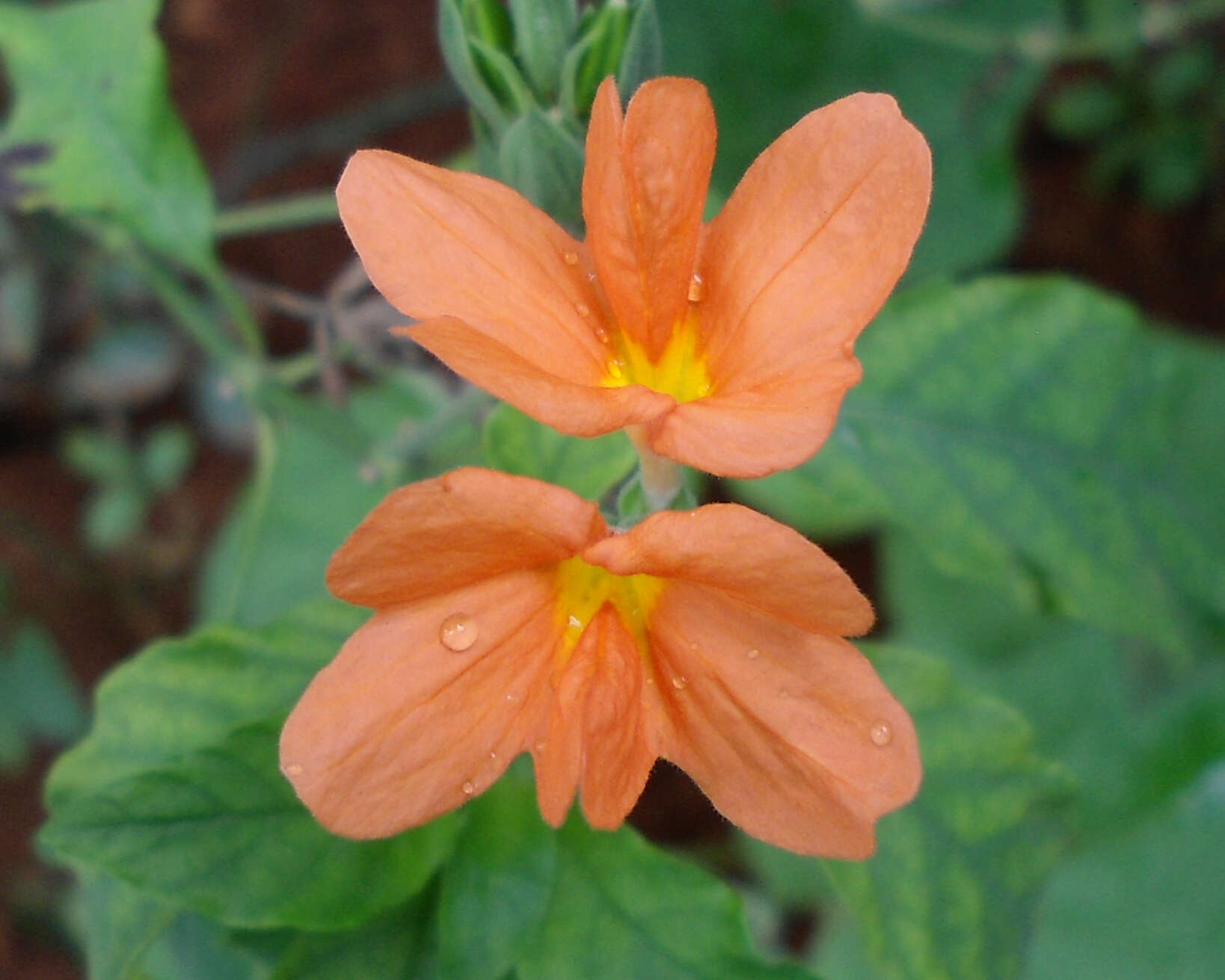 Imagem de Crossandra infundibuliformis (L.) Nees