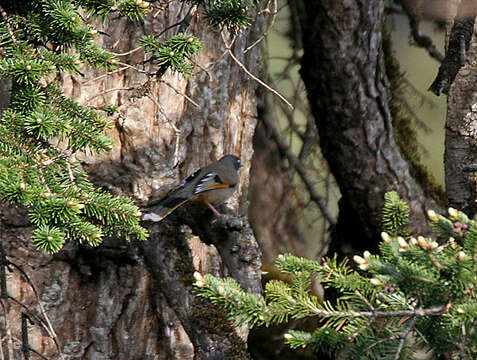 Image of Variegated Laughingthrush