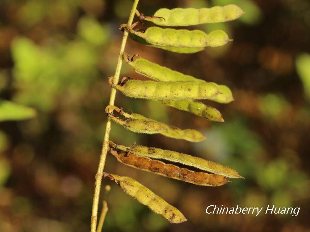 Imagem de Codariocalyx motorius (Houtt.) H. Ohashi