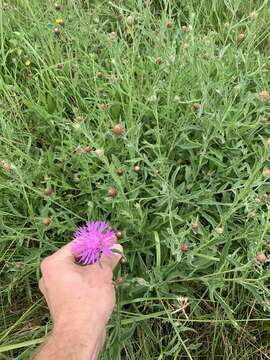 Image of <i>Centaurea gerstlaueri</i>