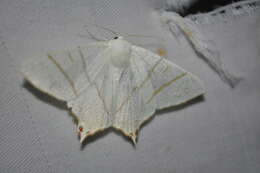 Image of swallow-tailed moth