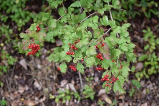 Image of Cranberry-tree