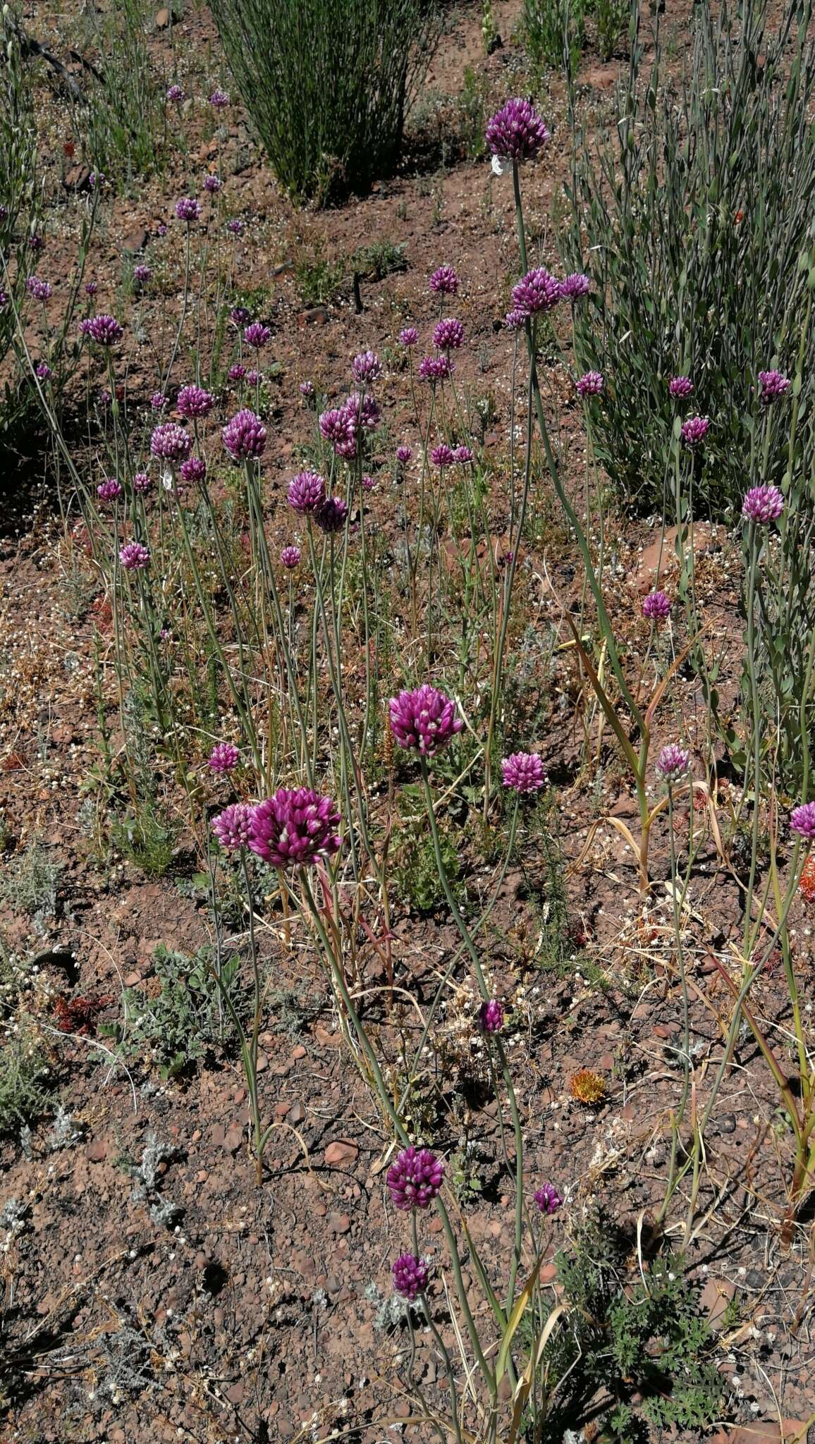 Image of Allium synnotii G. Don