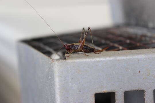 Image of Woodland Meadow Katydid