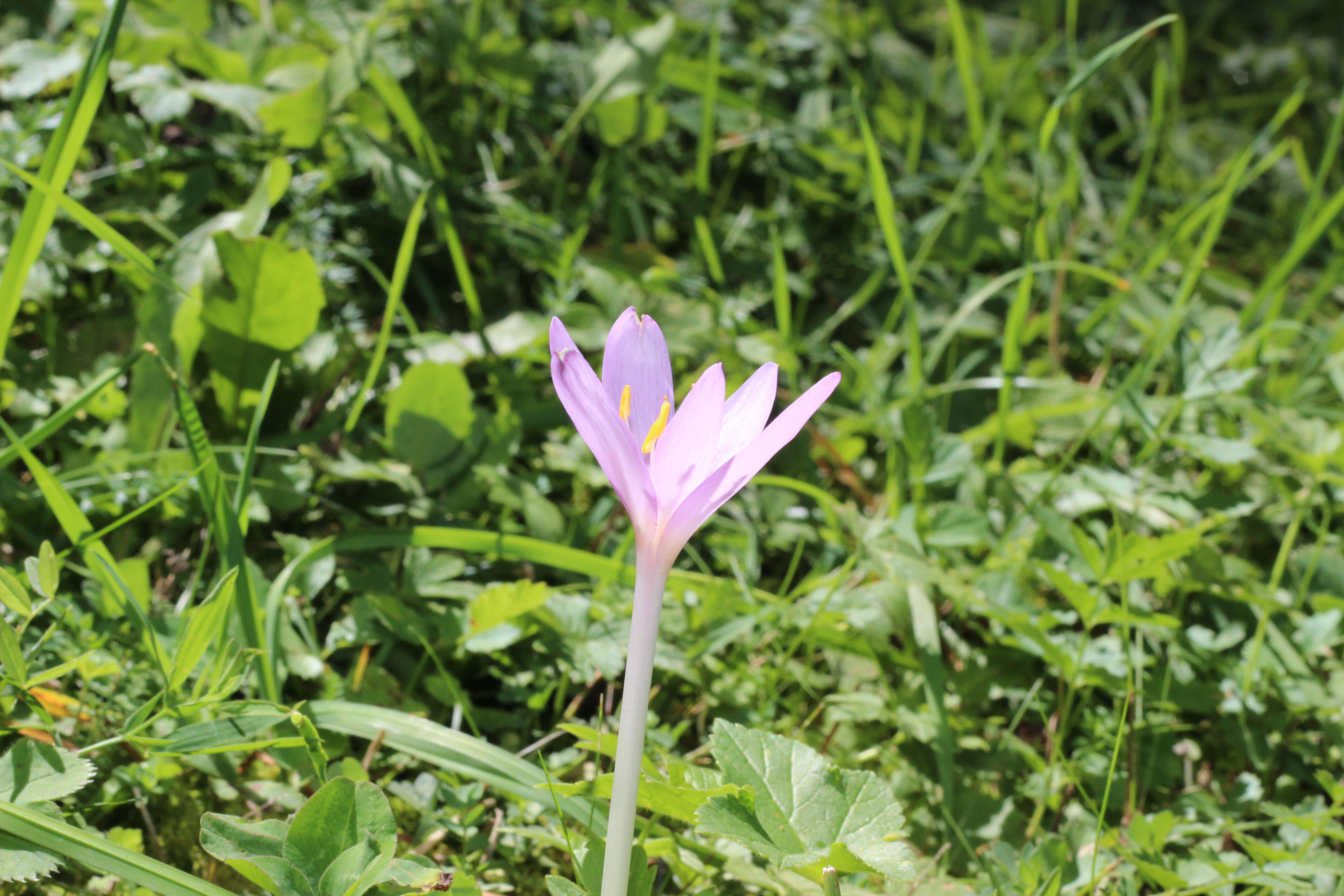 Image of Autumn crocus