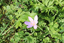 Image of Autumn crocus