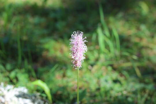 Image of Hoary Plantain