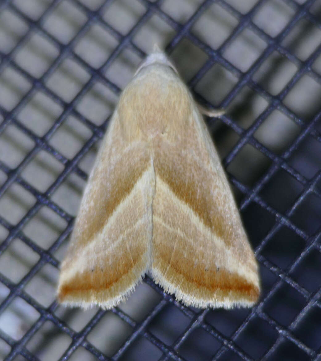 Image of Straight-lined Seed Moth