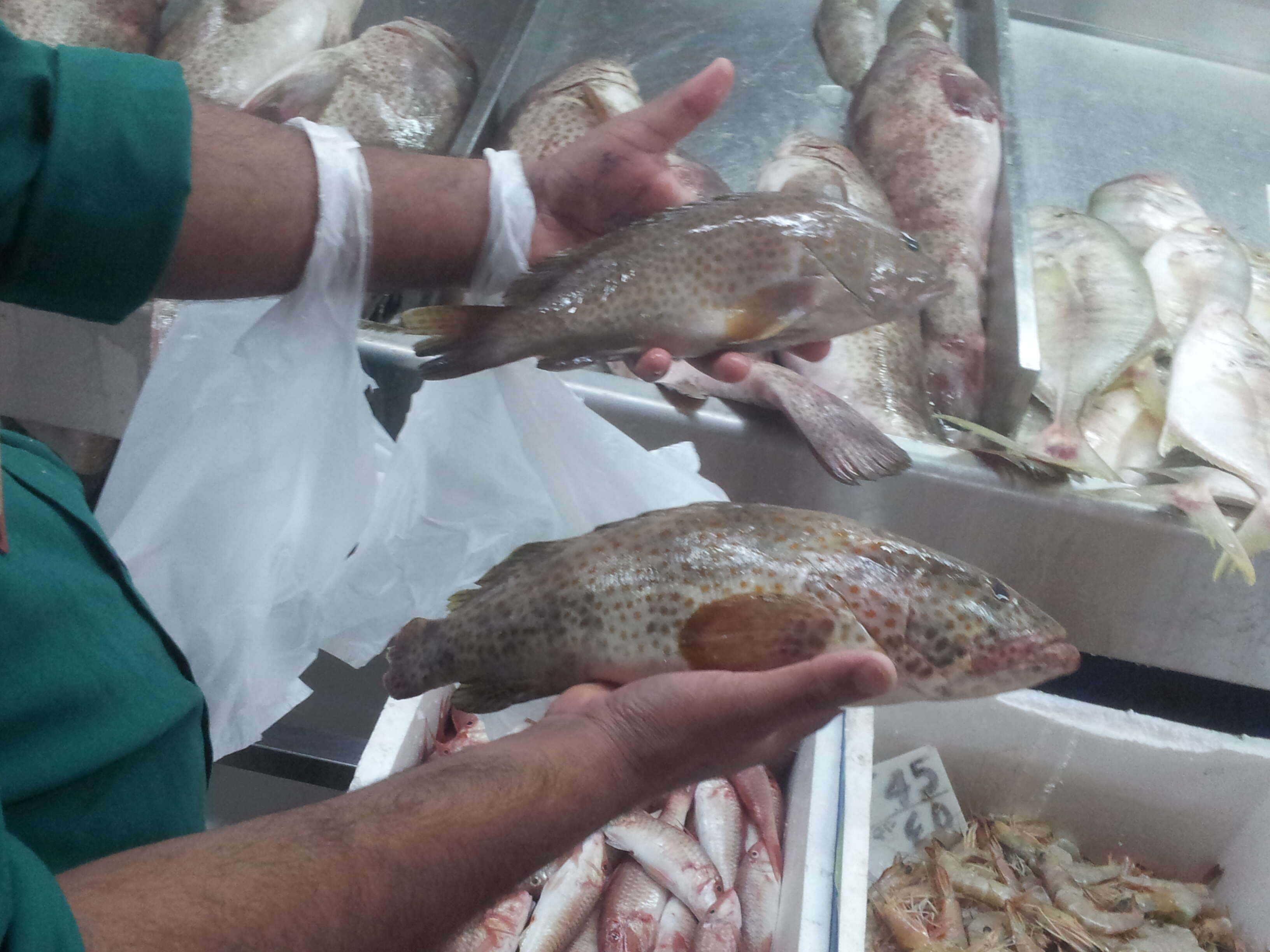 Image of Brown-spotted Grouper