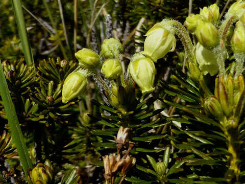 Image of Aleutian Mountain-Heath