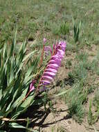 Image of Watsonia lepida N. E. Br.